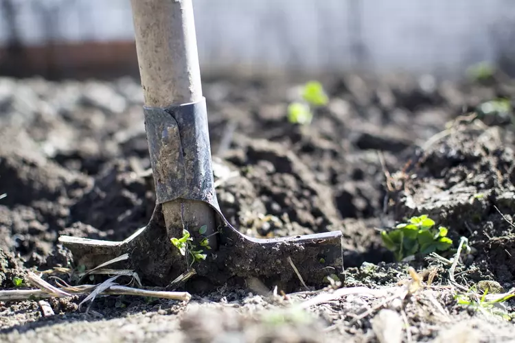 Gemeenteraad Hollands Kroon gaat akkoord met aanplanten van extra bomen