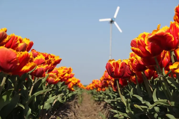 Kom in gesprek over kleine windturbines