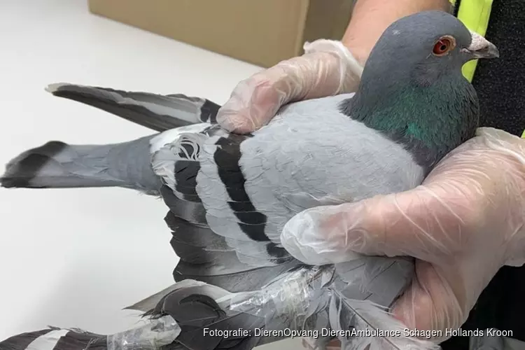 Dierenbeul plakt vleugeltjes van duif vast met tape: "Bizar, nog nooit gezien"
