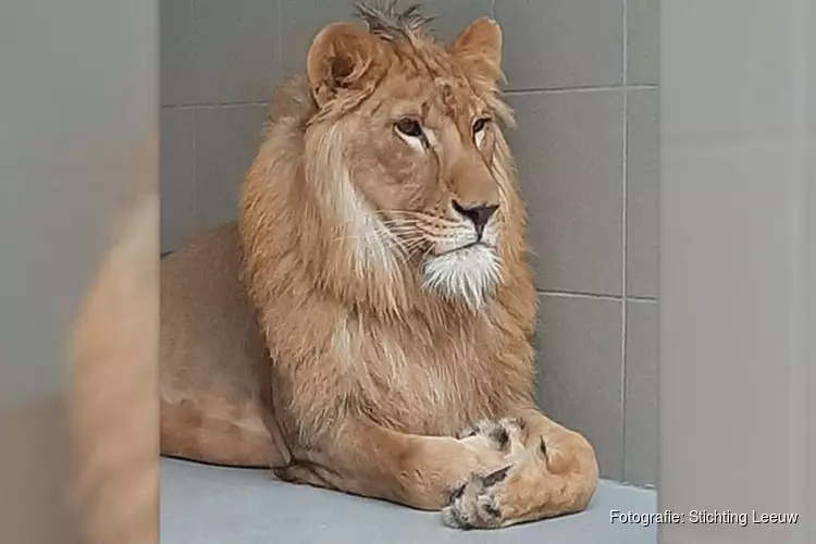 Verwaarloosde leeuw Simba is eerste nacht in opvang goed doorgekomen