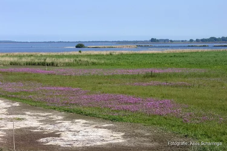 De Verzakking, een gebied met bijzondere flora