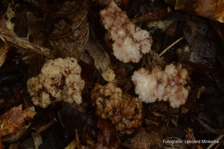 Unieke misvormde truffelsoort gevonden in Robbenoordbos, is eerste in Nederland